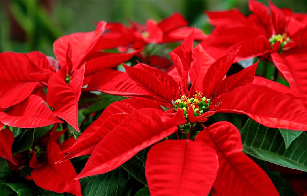 3 usos de la flor de Nochebuena que no sabias