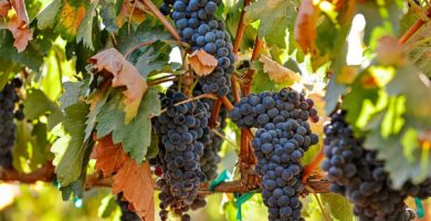 Vendimia en Vinícola El Cielo