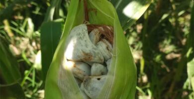 Trufa mexicana: el cuitlacoche
