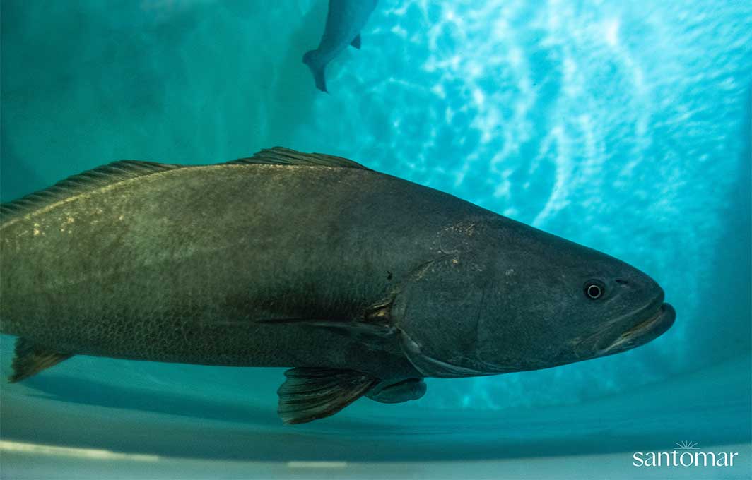 Santomar apuesta por la acuacultura regenerativa de Totoaba